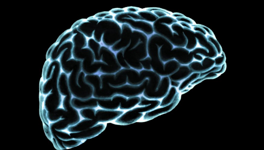 Brain writing. Дом мозг. Зоны мозга ретро. Программы человека мозг. Картинка мозга человека умелого.