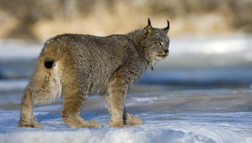 Plants & Animals of the Canadian Wilderness | Sciencing