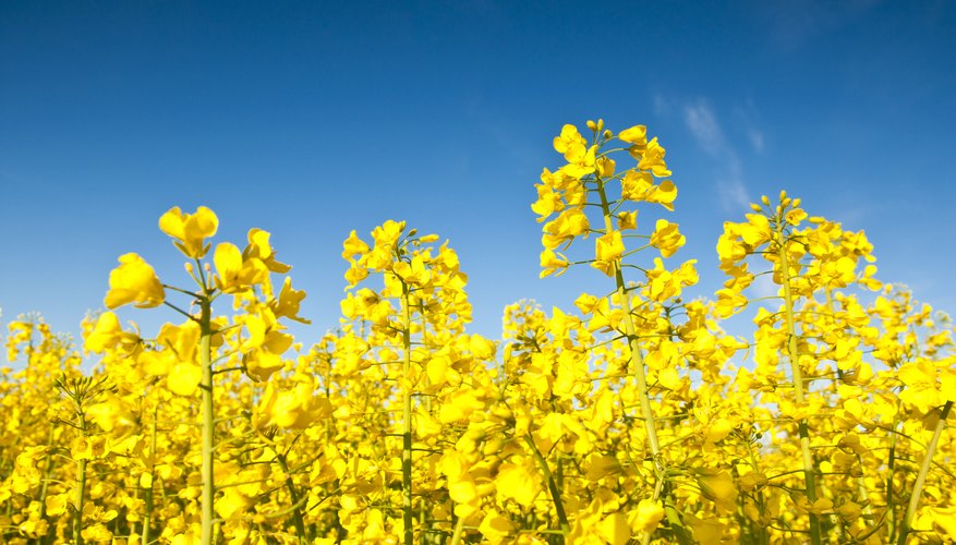 Photo Credit: Matthew Dixon/iStock/Getty Images Field of canola.
