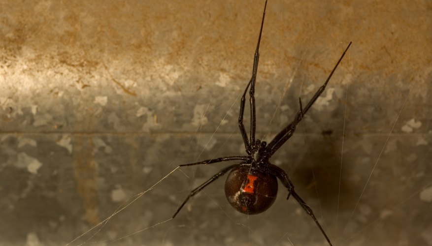 Pennsylvania Spiders That Bite Sciencing