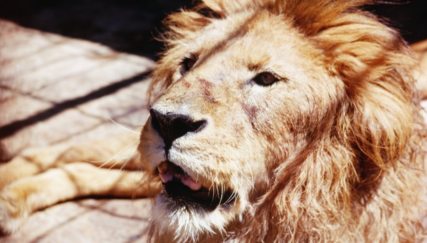 Los veterinarios de zoológico examinan y tratan a animales salvajes como los leones.