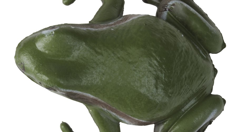 Las diferencias reconocibles entre las ranas machos y hembras dependen de la especie.