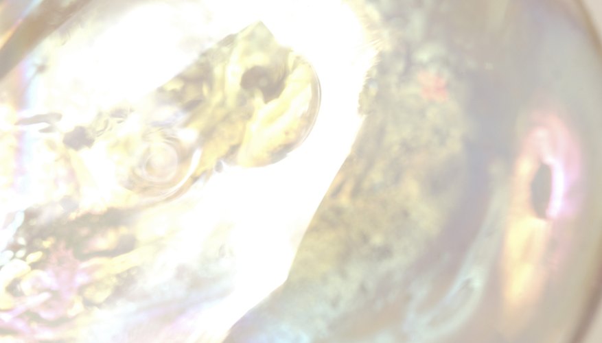 Seashell interiors give off a polished iridescent lighting effect. Seashell interiors give off a polished iridescent lighting effect.