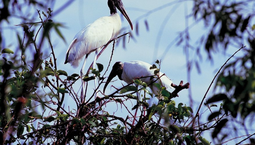 Photo Credit: Jupiterimages/Photos.com/Getty Images Wood storks employ a highly specialized fishing style in dry-season pools.