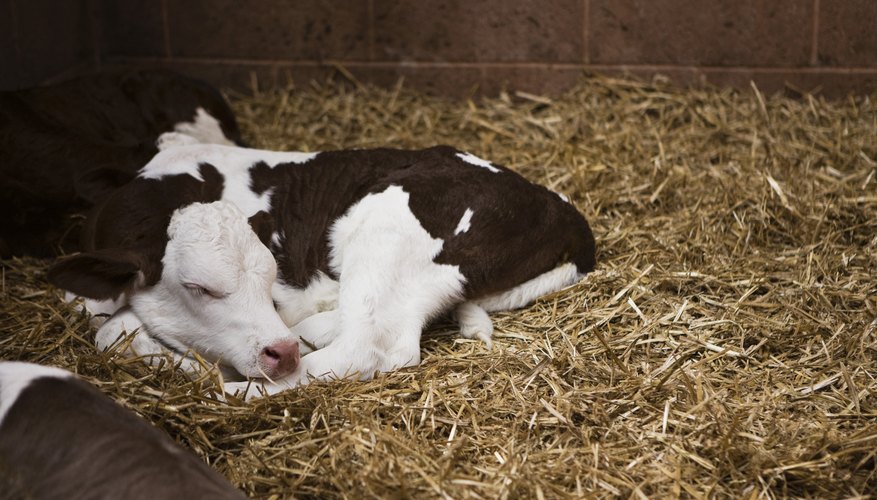 Dwarfism in Cattle