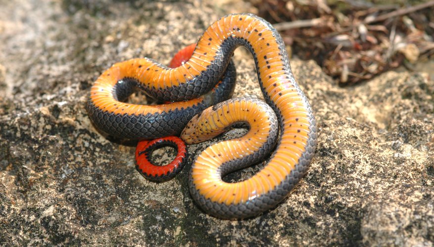 black-snakes-with-yellow-rings-in-georgia-sciencing