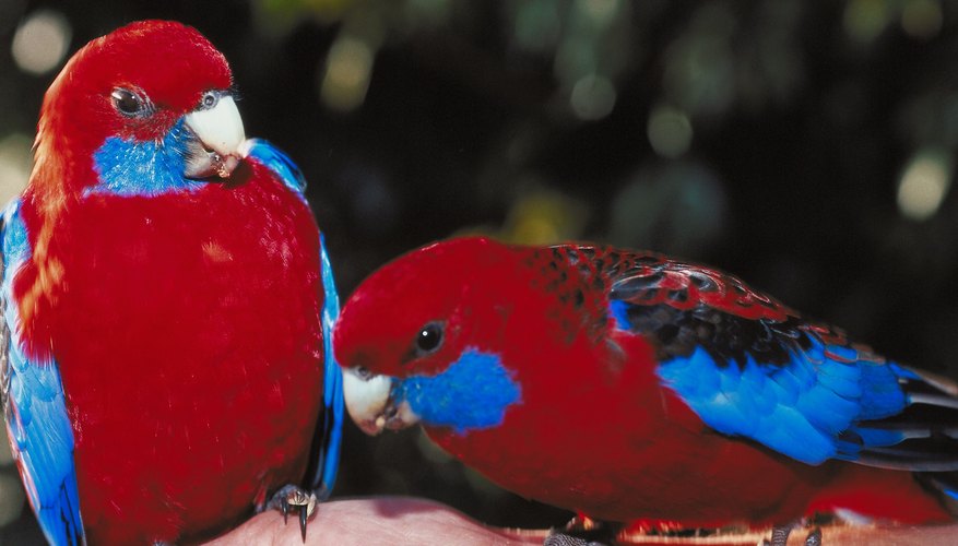 Photo Credit: Jupiterimages/Photos.com/Getty Images Rosella's eat a variety of fruits and seeds.