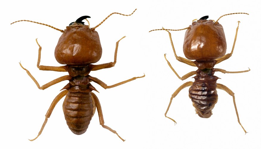 Termites eat through wood in a house, causing structural damage.