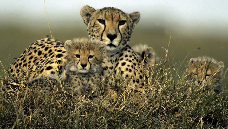 Photo Credit: Ablestock.com/AbleStock.com/Getty Images Biotic and abiotic factors are part of a cheetah's environment.