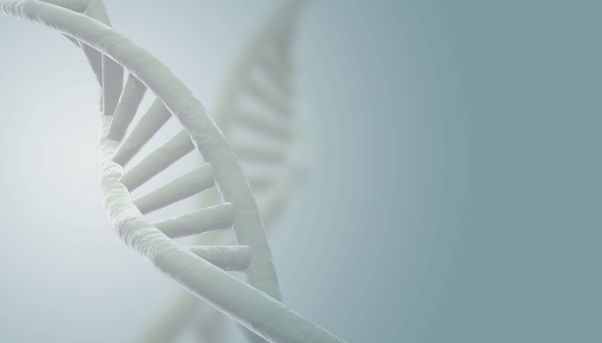 Photo Credit: Comstock/Stockbyte/Getty Images Information stored in DNA directs everything that happens in a cell.