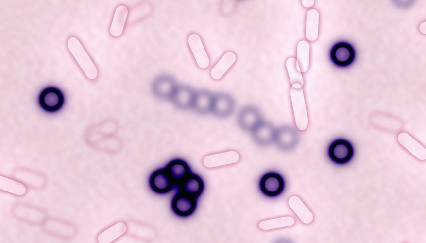 What Is a Tetrad in Microbiology? | Sciencing