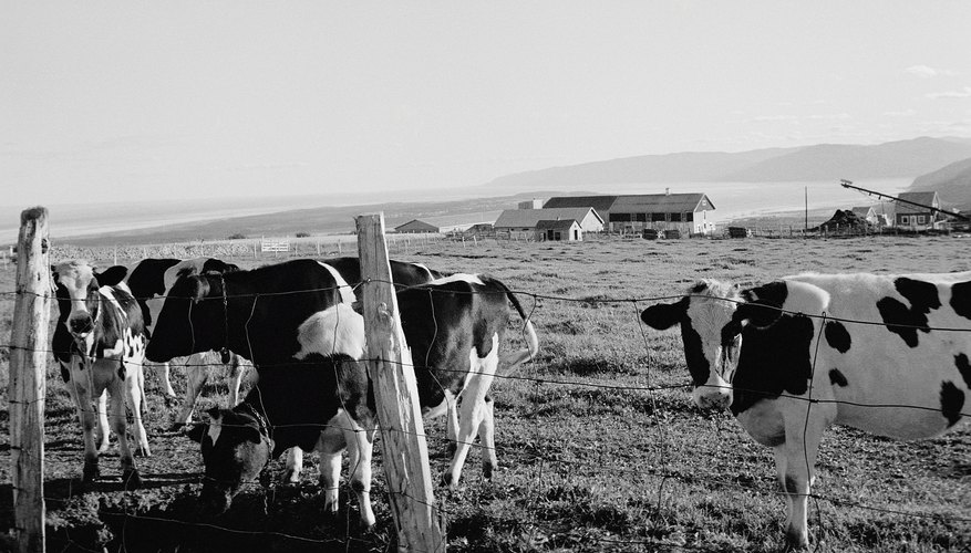 With cattle, the less stress the better.