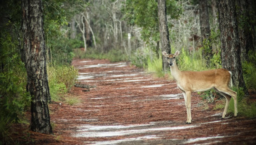 australia-to-launch-new-strategy-to-save-endangered-native-animals