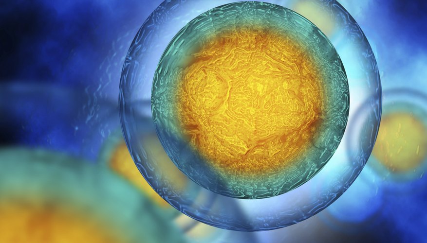 A healthy ovulation aids conception. A healthy ovulation aids conception.