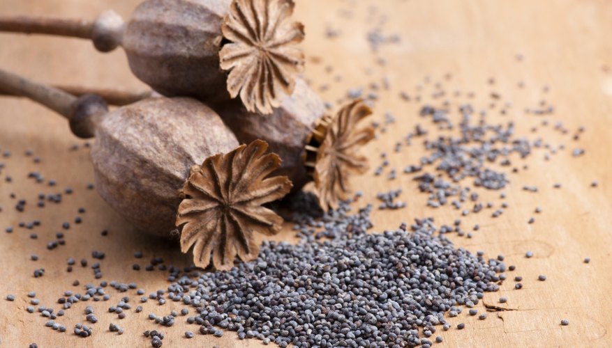 Poppy seeds are high in Omega-3 Poppy seeds are high in Omega-3