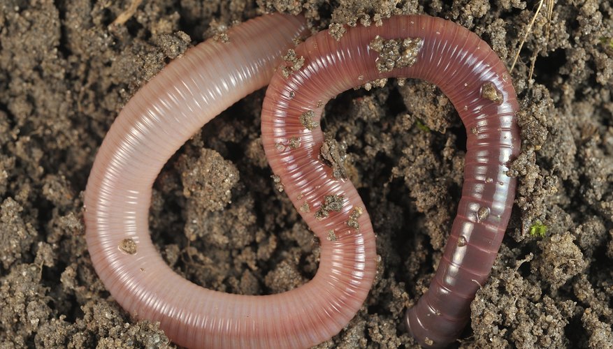Photo Credit: K-Kucharska_D-Kucharski/iStock/Getty Images The band near an earthworm's head serves as a mating signal.