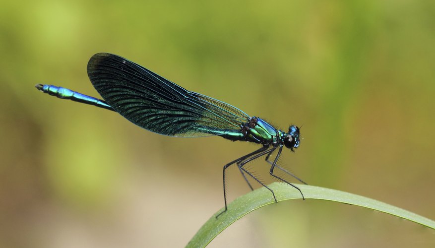 Using Sound Frequency Devices to Repel Insects | HomeSteady