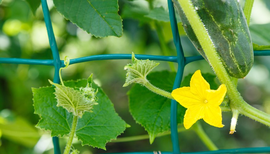 List of Acid-Loving Vegetable Plants | Garden Guides