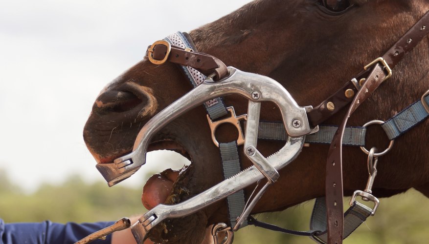 Equine Dentist