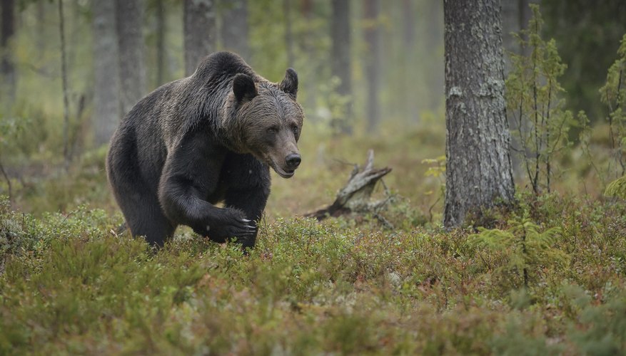 Plants & Animals in the Taiga Biome Sciencing