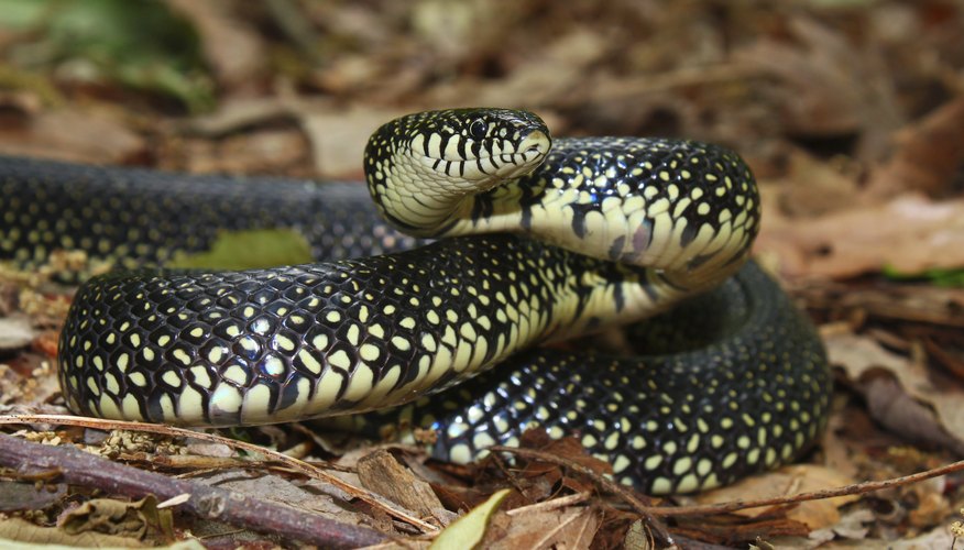 black-snakes-with-yellow-rings-in-georgia-sciencing