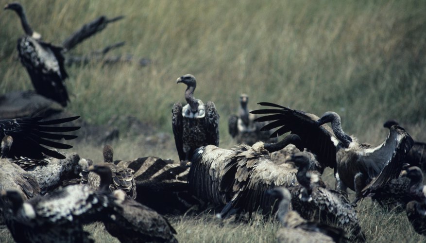 What Animal Is the Scavenger in a Food Chain? Sciencing