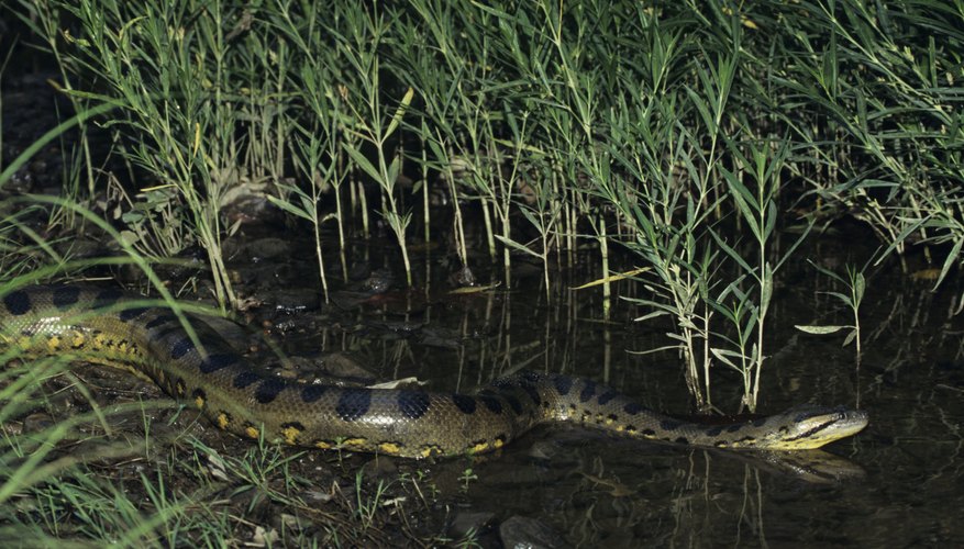 green anaconda largest snake ever recorded