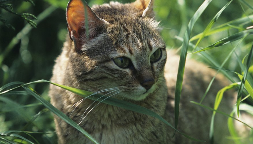 Photo Credit: Tom Brakefield/Stockbyte/Getty Images The sand cat actually survives without the presence of water, obtaining moisture through its prey.
