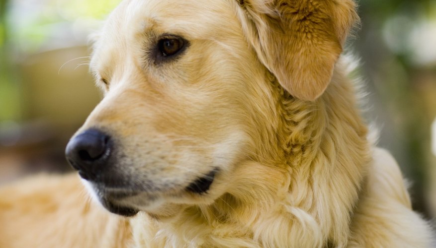 Un corral para perros le brinda un lugar para jugar afuera.