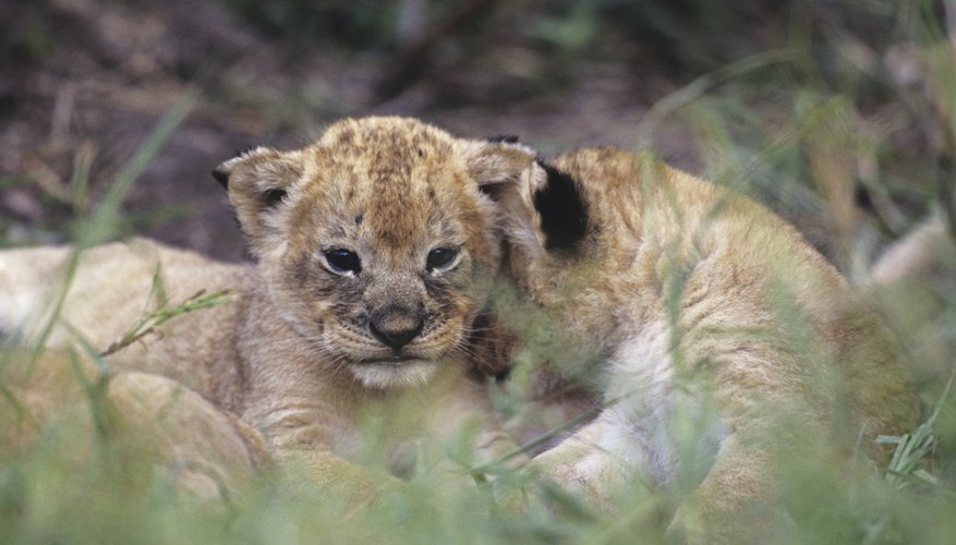 African Lion Life Cycle