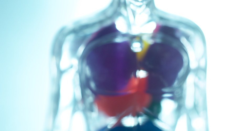 Diffusion is an important transport process in a number of different organs. Diffusion is an important transport process in a number of different organs.