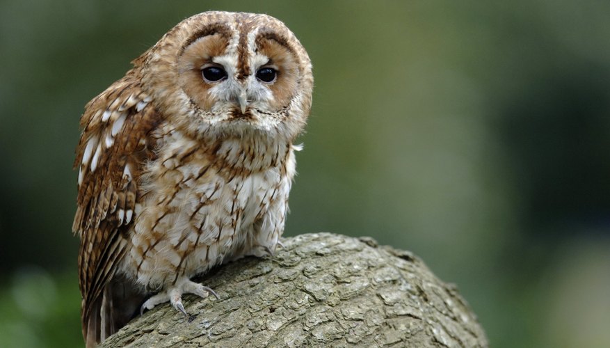 What Kind Of Sound Does An Owl Make At Night? 