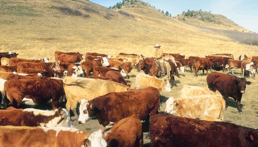 The Importance of Horses on a Cattle Drive