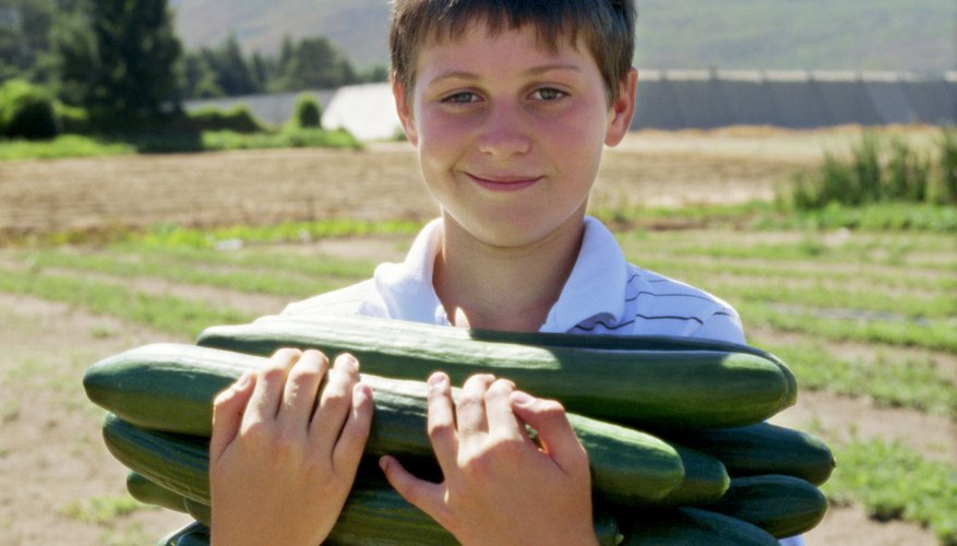 Cucumbers are ideal items to use in at-home science projects. Cucumbers are ideal items to use in at-home science projects.