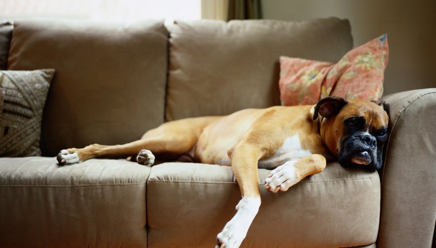 How to Keep My Dogs Off the Couch When I'm Not Home HomeSteady