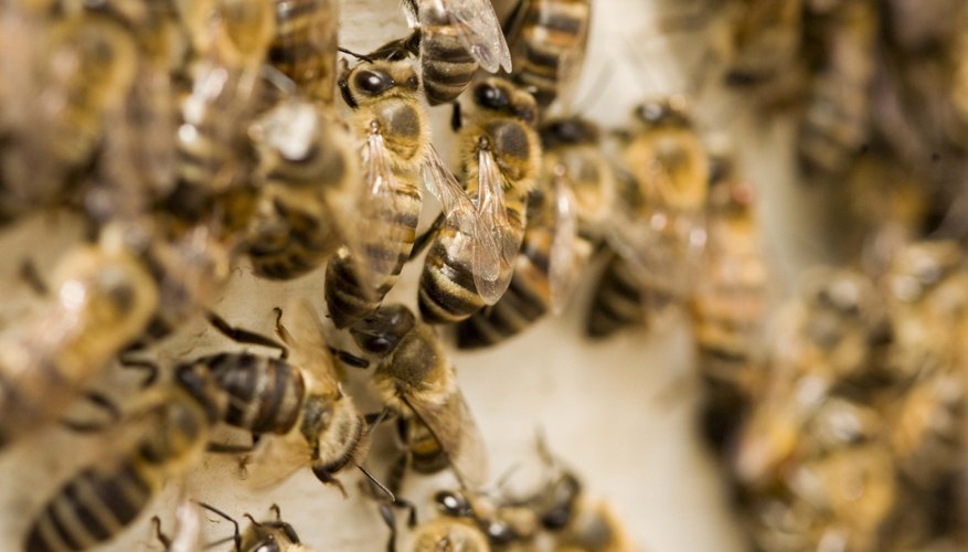 Bees Bees