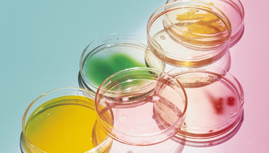 Cultiva tus propias bacterias en placas de Petri llenas con agar.