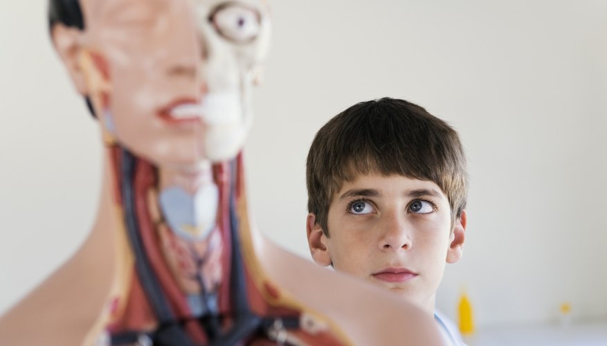 Connective tissues help form and support many of the body's systems. Connective tissues help form and support many of the body's systems.