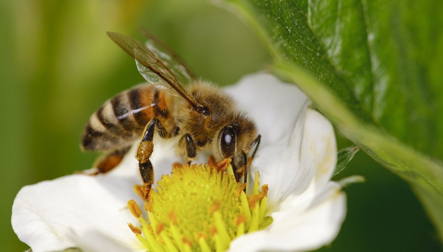 Photo Credit: Janis Litavnieks/iStock/Getty Images A bee picks up pollen from a flower.
