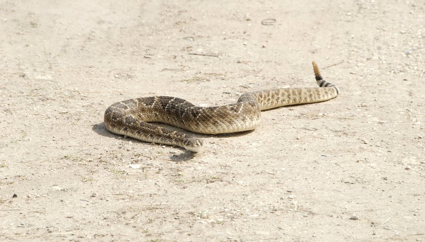 Download The Common Snakes of Oklahoma | Sciencing