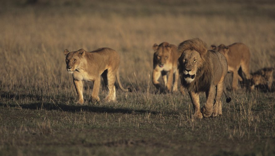 Photo Credit: Anup Shah/Photodisc/Getty Images Lion pride.