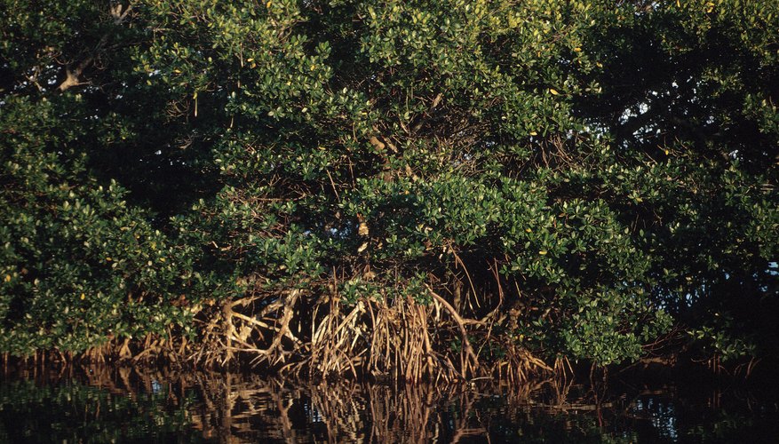 Photo Credit: Hemera Technologies/Photos.com/Getty Images Tidal fluctuations help set the mangrove swamp's ecological rhythm.
