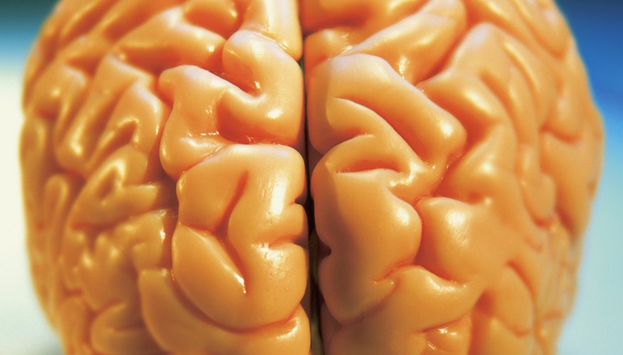 Tu cerebro está dividido en dos secciones: el hemisferio izquierdo y el derecho.