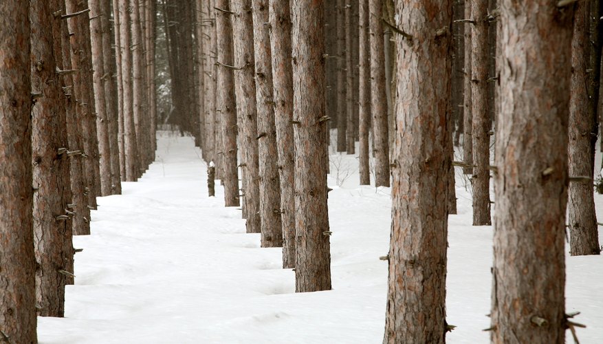 Snow covers the ground of a pine tree plantation.