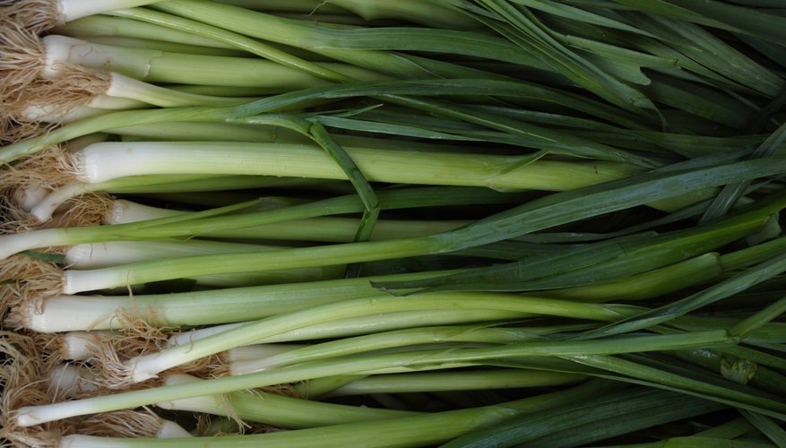 Plants in the Onion Family | Garden Guides