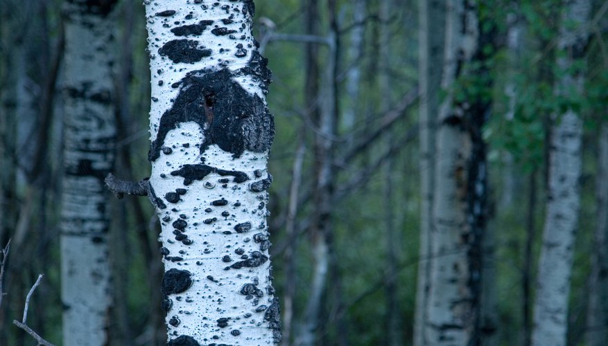 Most aspens have white bark. Most aspens have white bark.