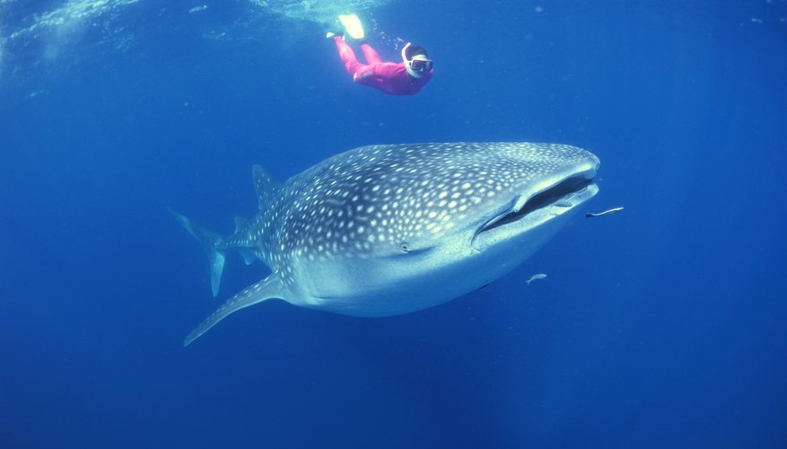 Photo Credit: Comstock/Comstock/Getty Images Whale sharks are docile enough for people to swim near them.