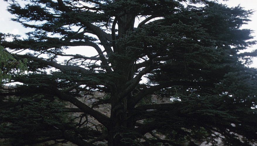 True cedars of the Old World are not closely related to North American white-cedars. True cedars of the Old World are not closely related to North American white-cedars.