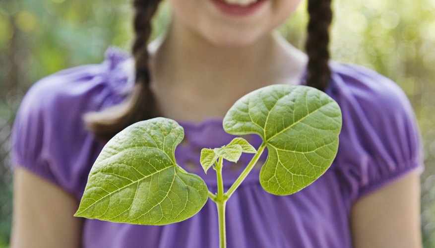Kids can explore Birmingham's two public gardens. Kids can explore Birmingham's two public gardens.