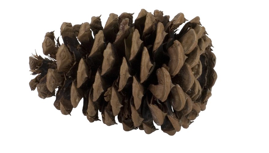 Stages of a Pine Cone | Sciencing